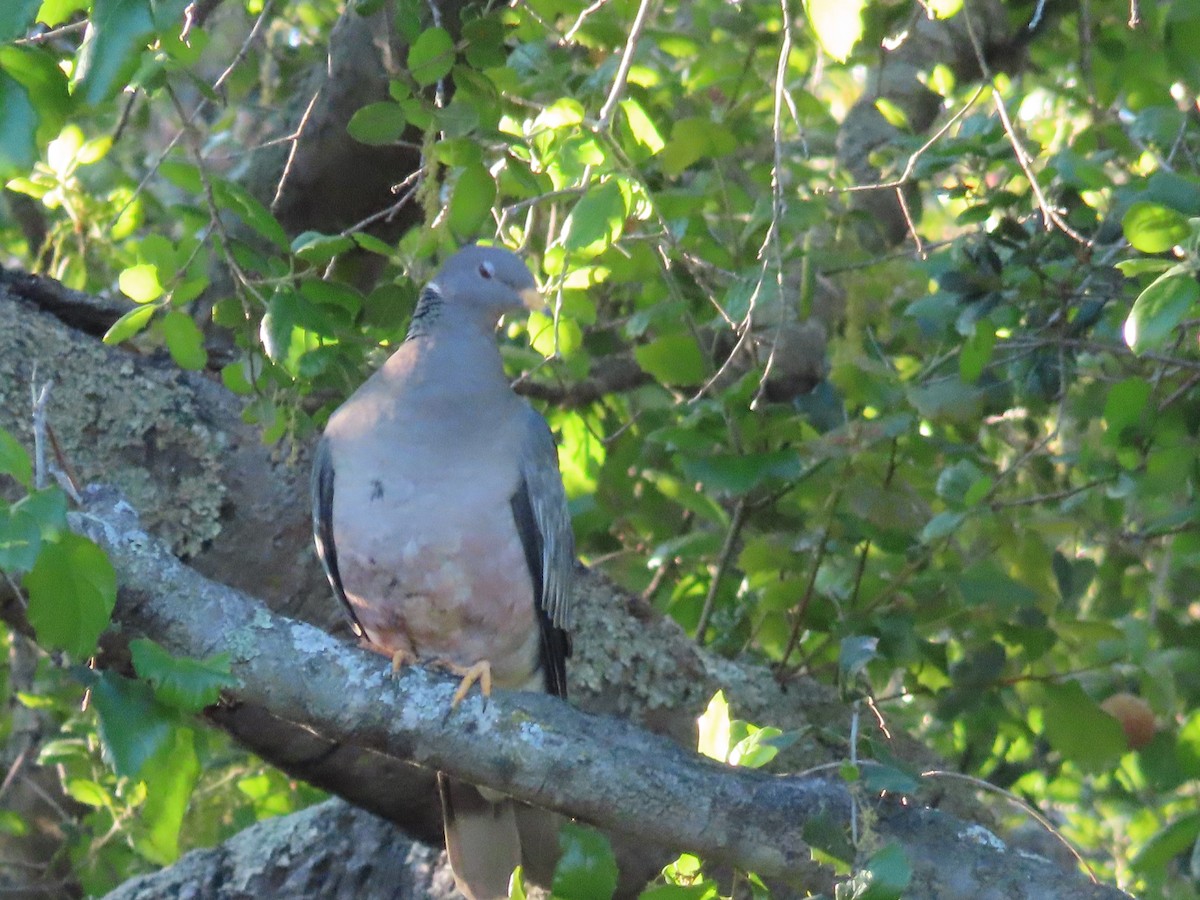Band-tailed Pigeon - ML421540161