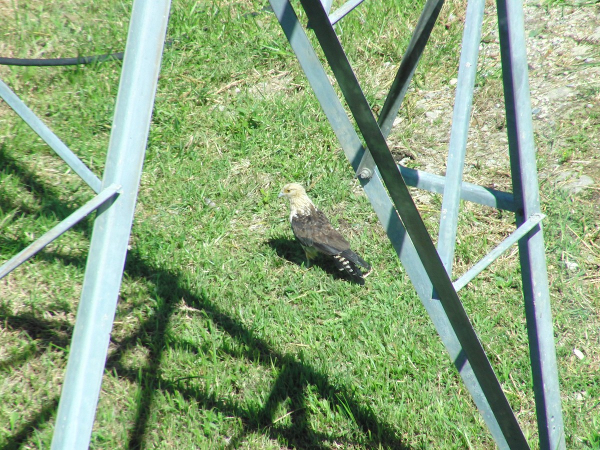 Caracara à tête jaune - ML42154021