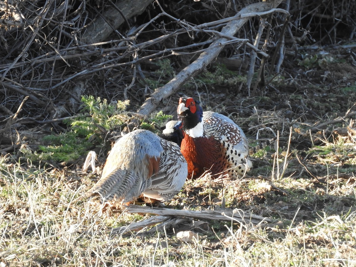 Ring-necked Pheasant - Kendell Loyd