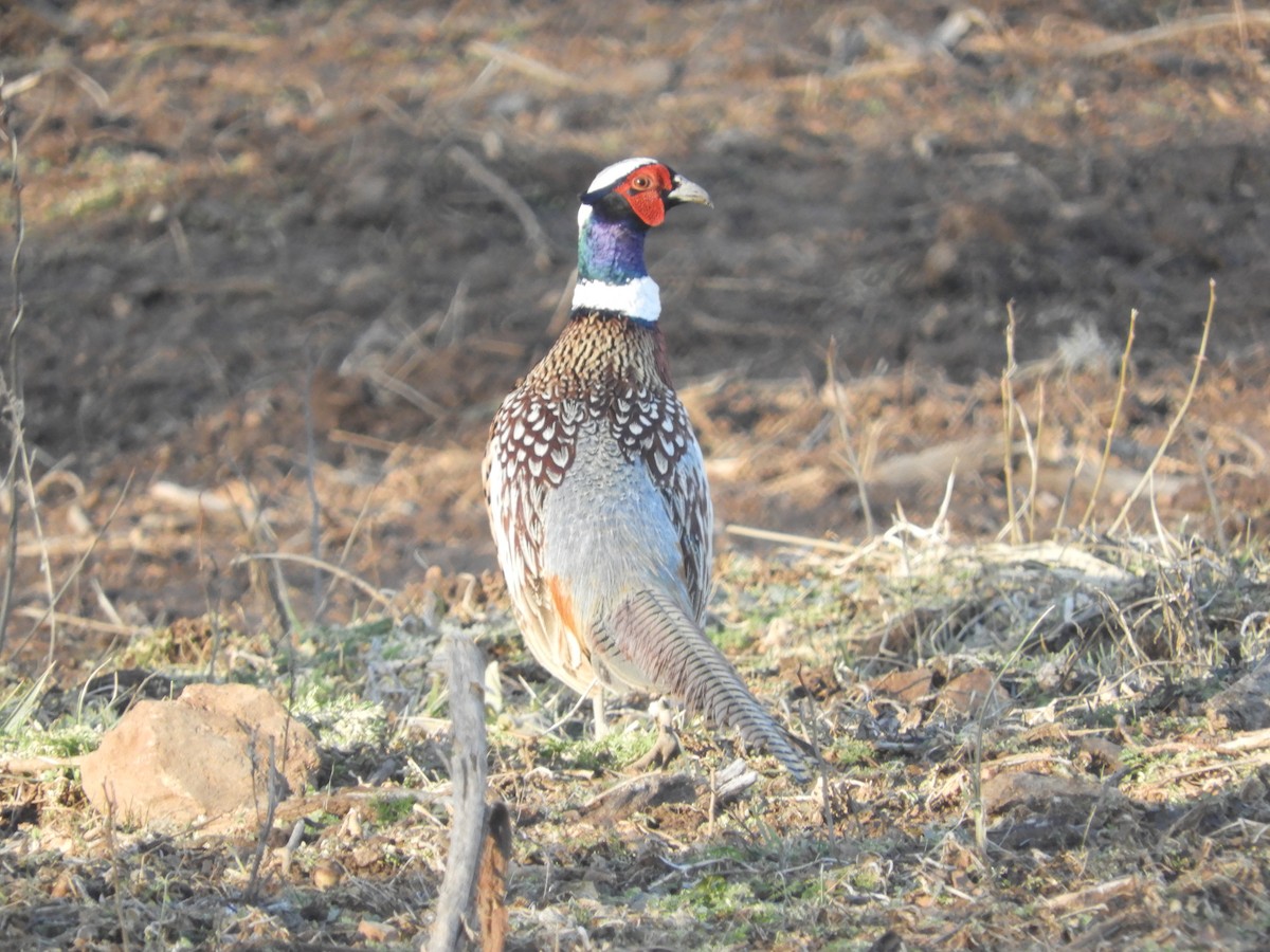 Ring-necked Pheasant - ML421543961