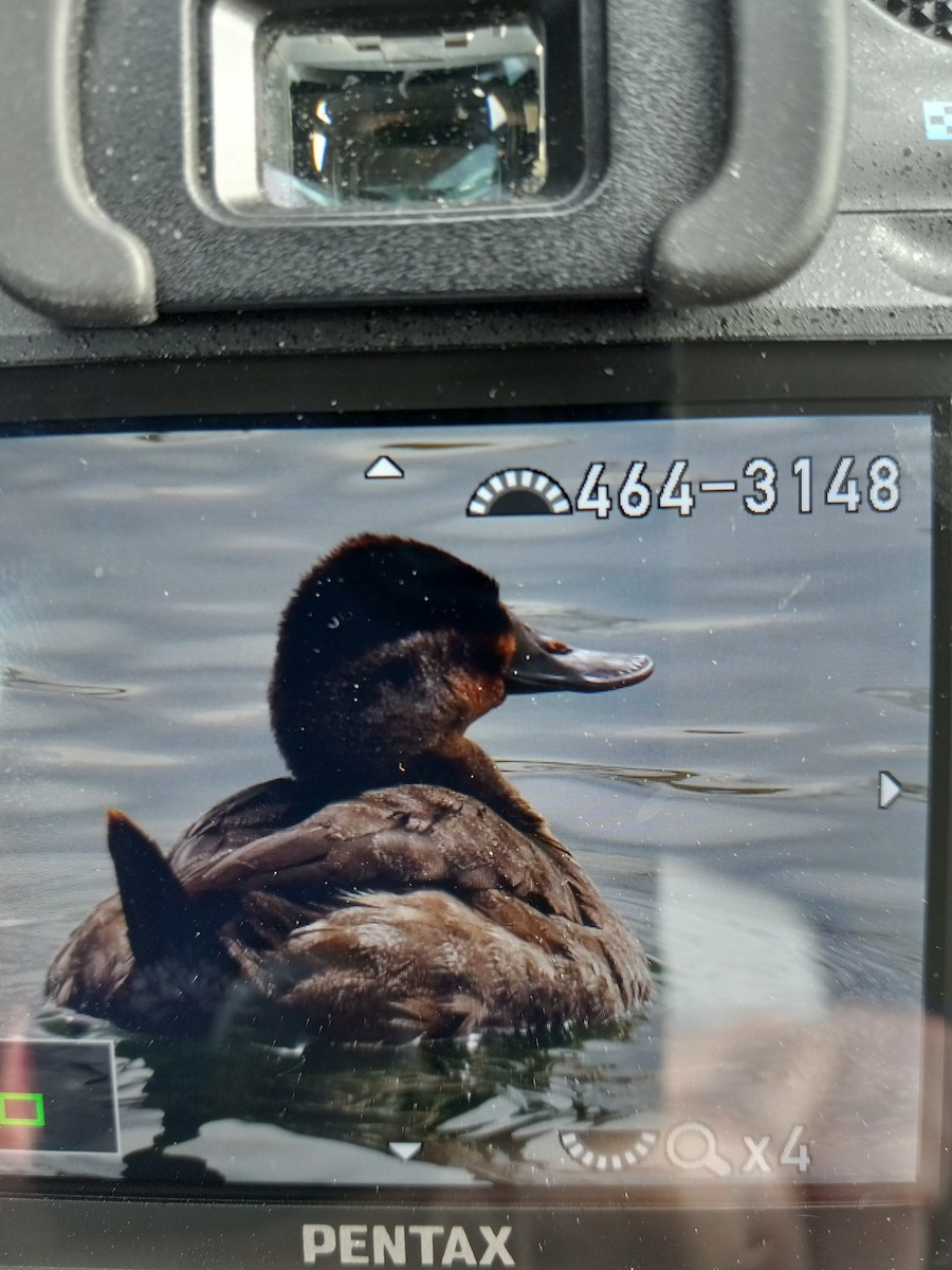 Ruddy Duck - ML421545011