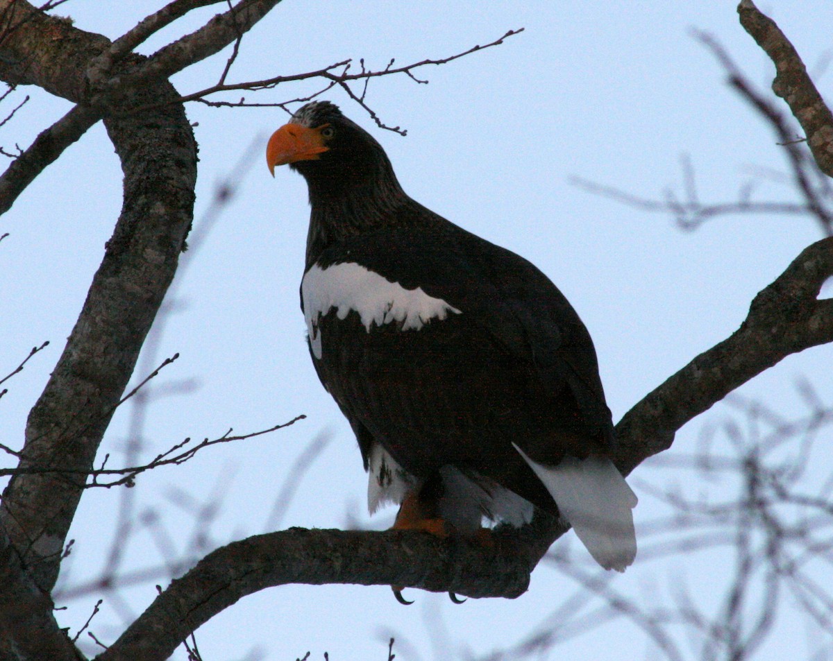 Steller's Sea-Eagle - ML421545821