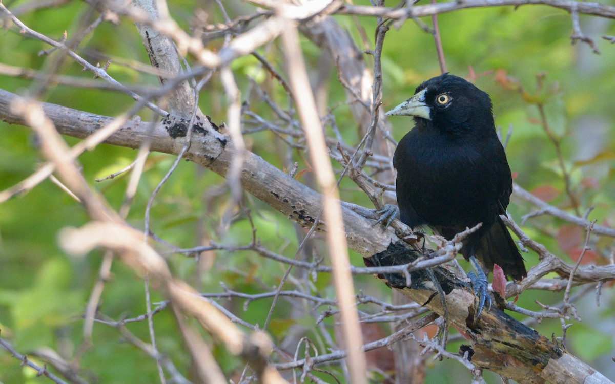 Yellow-billed Cacique - ML421546361