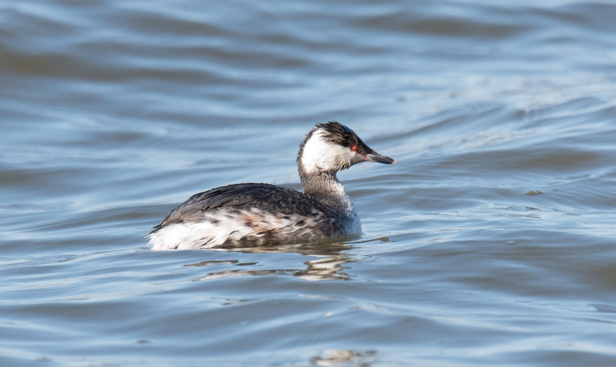 Horned Grebe - ML421546861