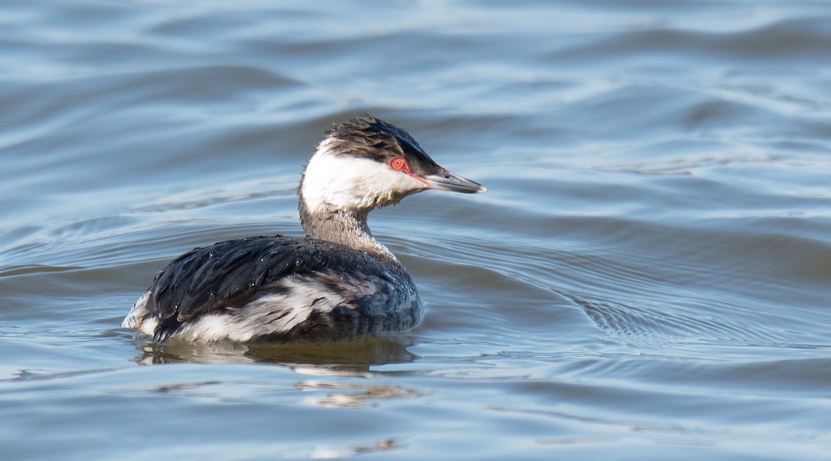 Horned Grebe - ML421546911