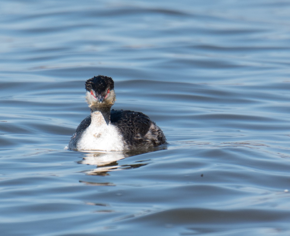 Horned Grebe - ML421546931