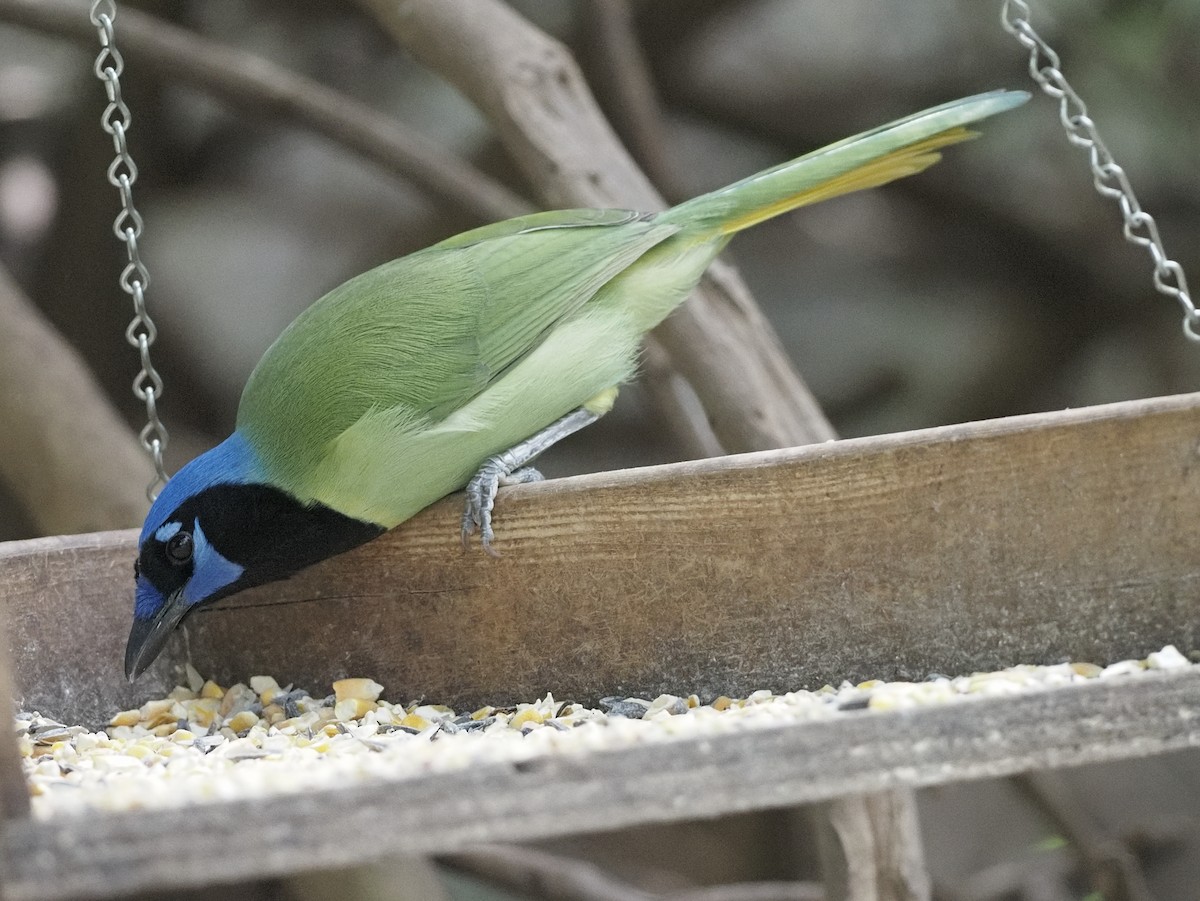 Green Jay - Milton Paul