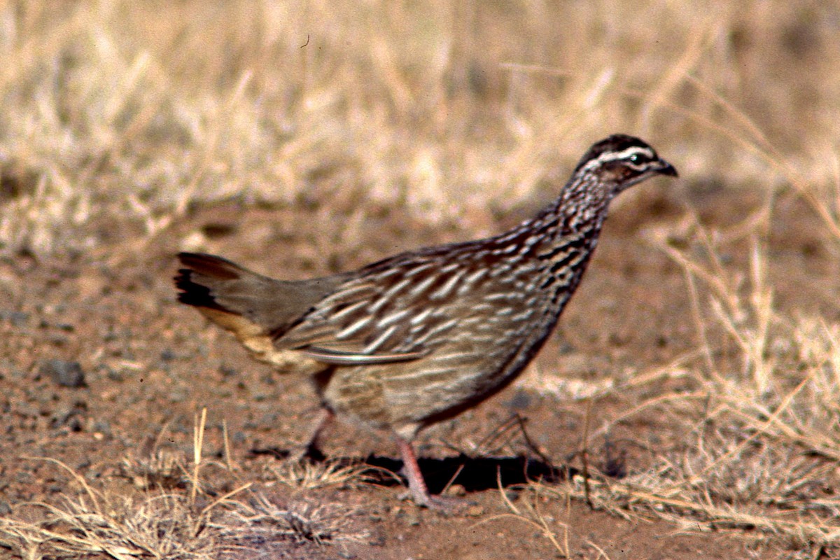 Crested Francolin (Crested) - ML421548041