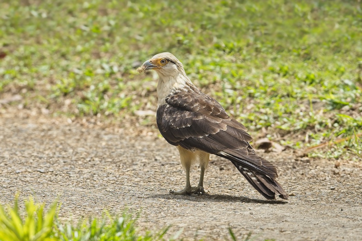 Yellow-headed Caracara - ML421549251