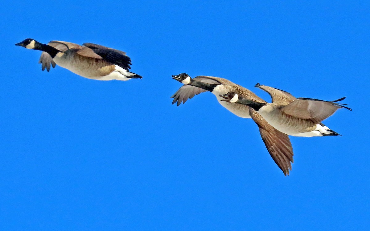Canada Goose - ML421549731