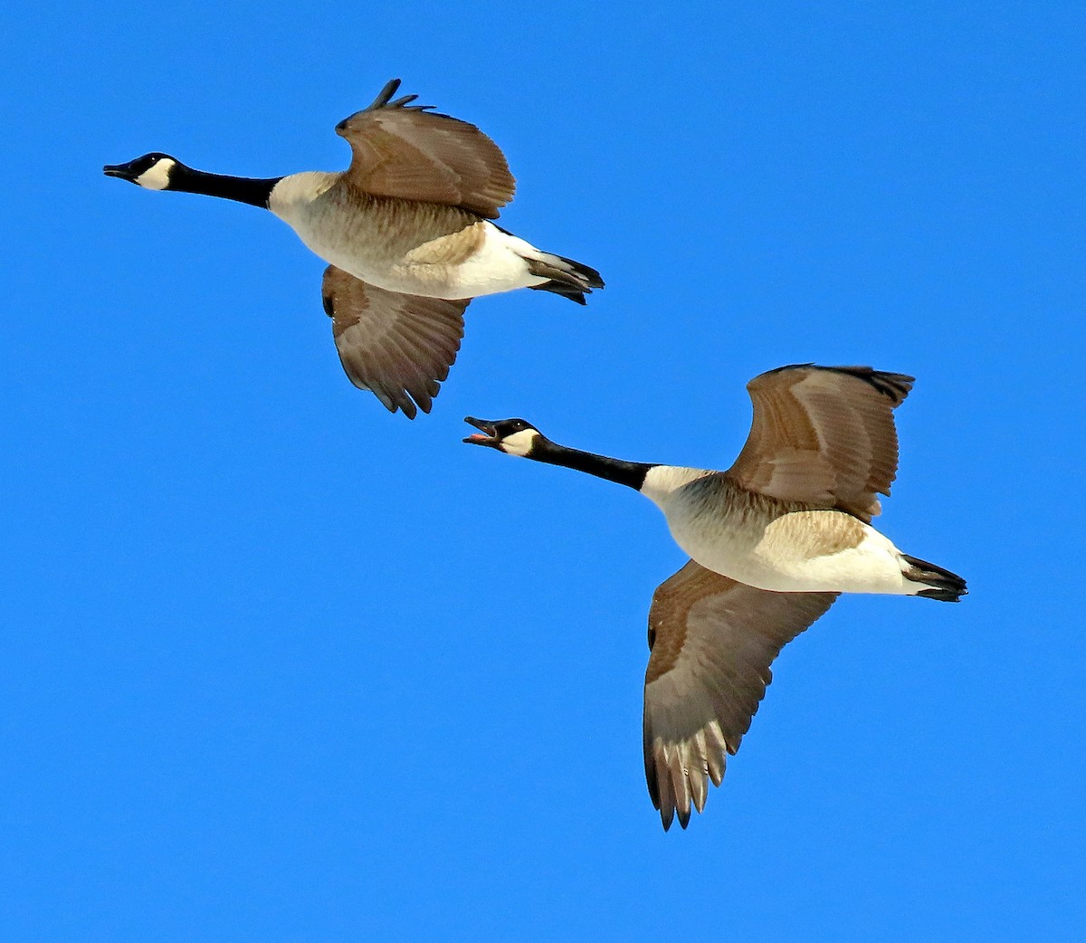 Canada Goose - ML421549741