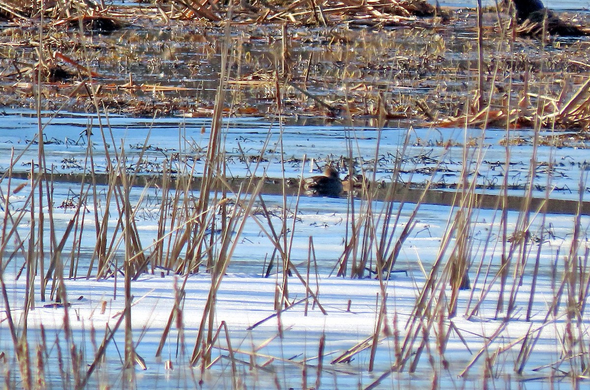 Hooded Merganser - ML421549751