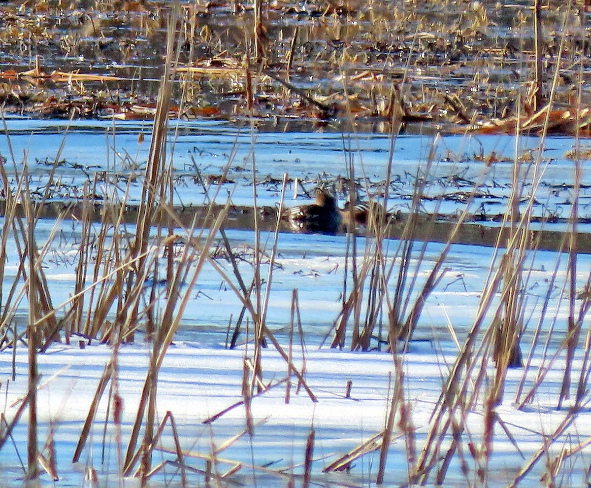 Hooded Merganser - ML421549761