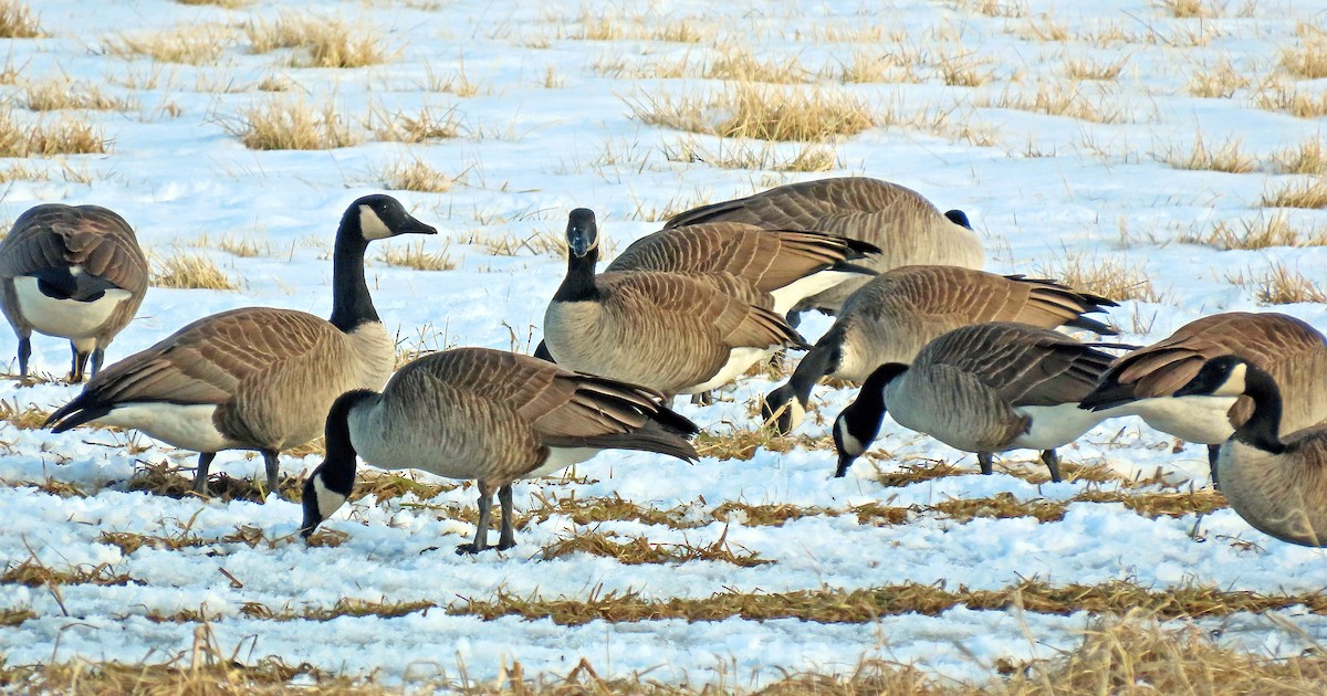 Canada Goose - ML421549781