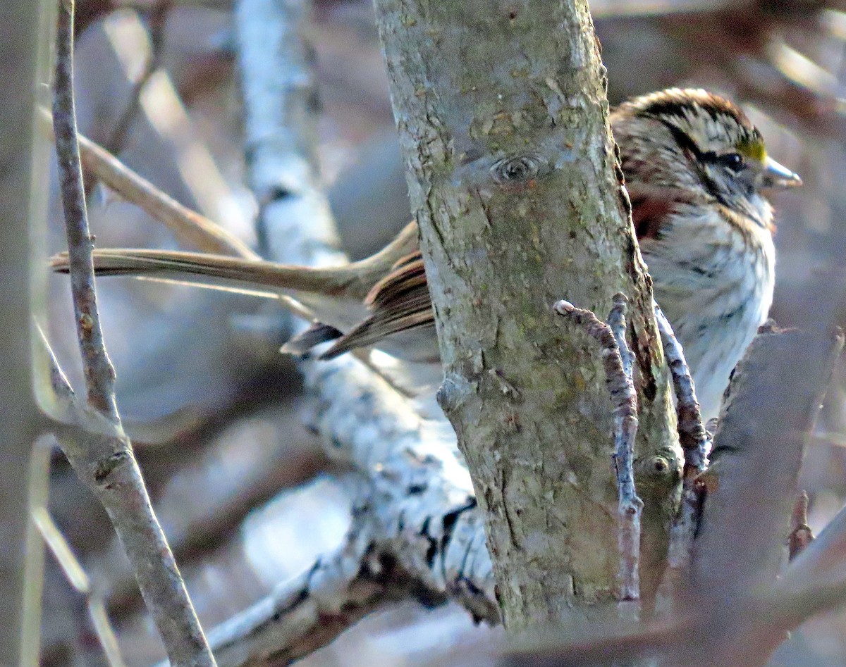 White-throated Sparrow - ML421549911