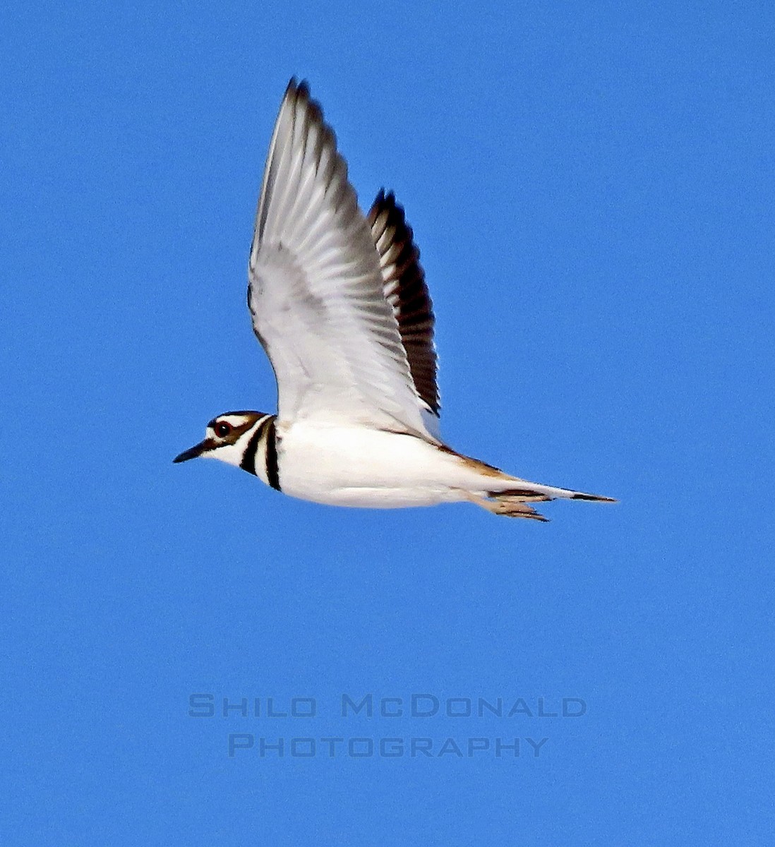 Killdeer - ML421549951