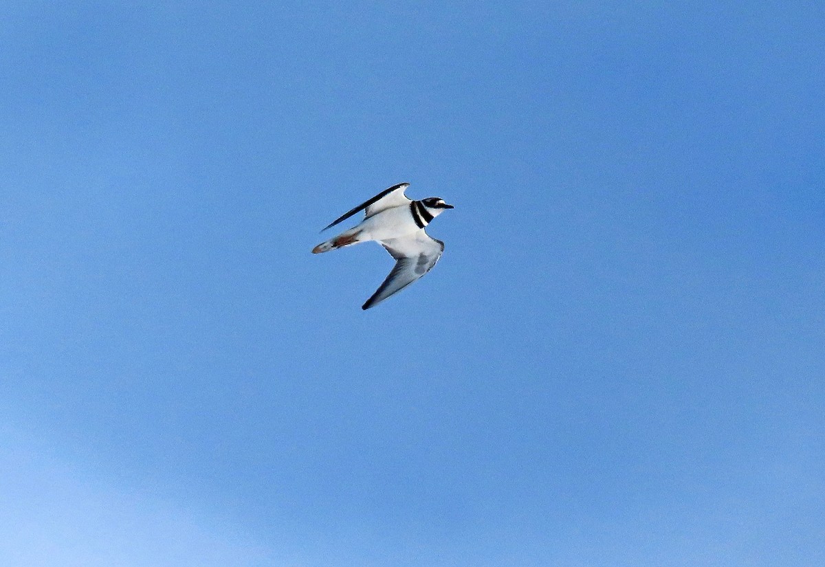 Killdeer - ML421550191