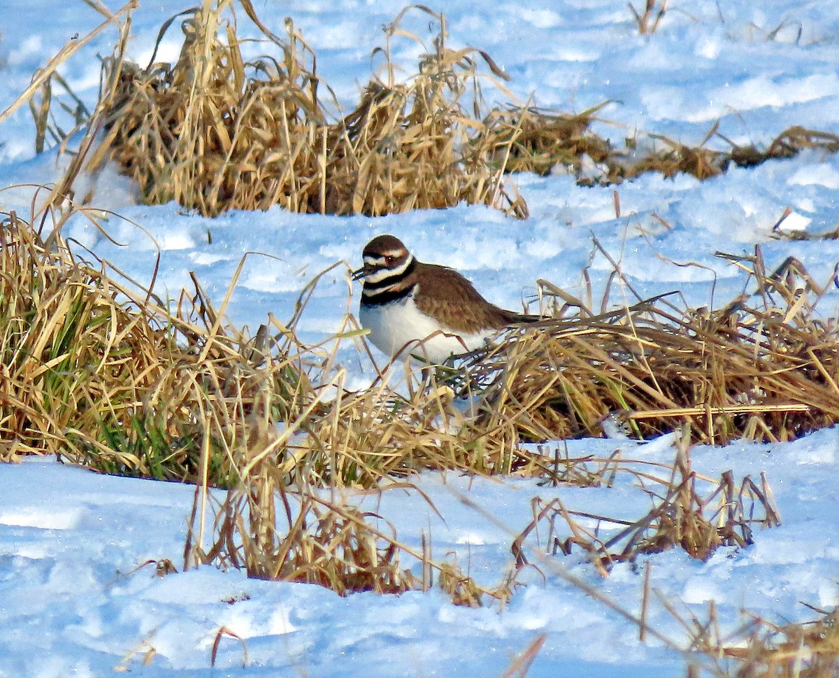 Killdeer - ML421550231