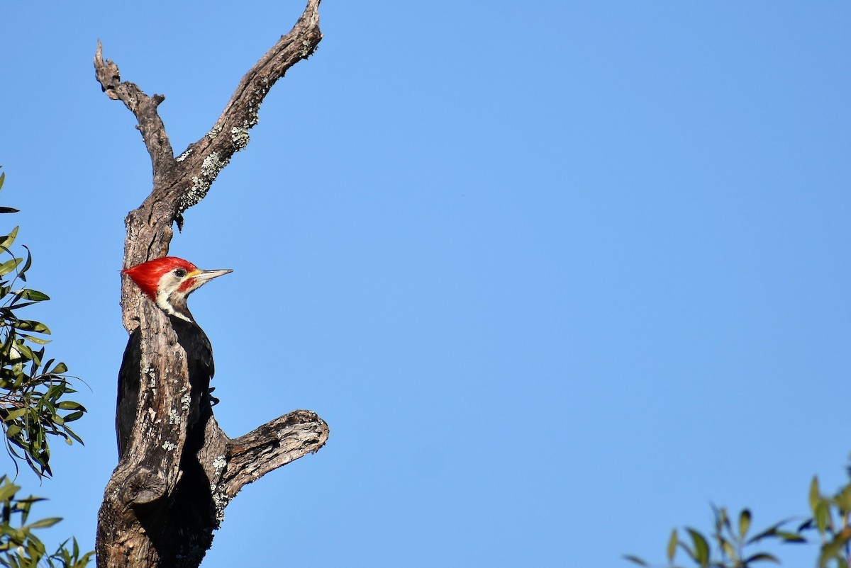 Black-bodied Woodpecker - ML421551321