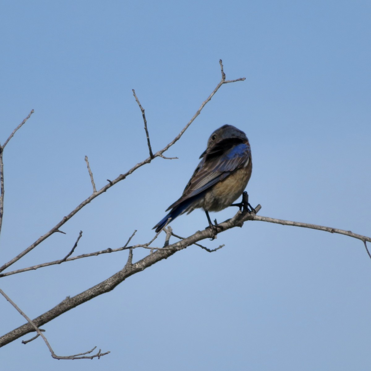 Western Bluebird - ML421551601