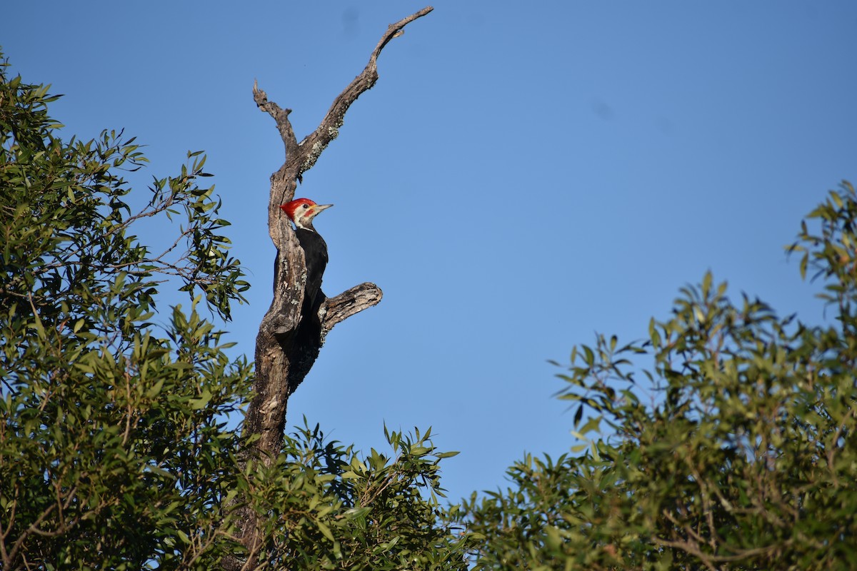 Black-bodied Woodpecker - ML421551691