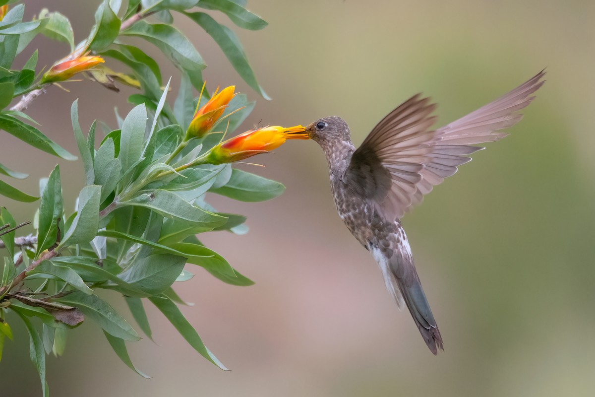 Giant Hummingbird - ML421551851