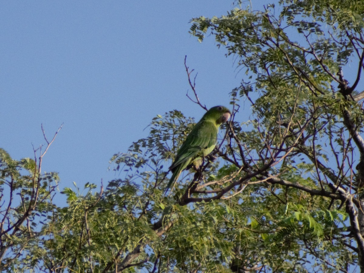 White-eyed Parakeet - ML421552171