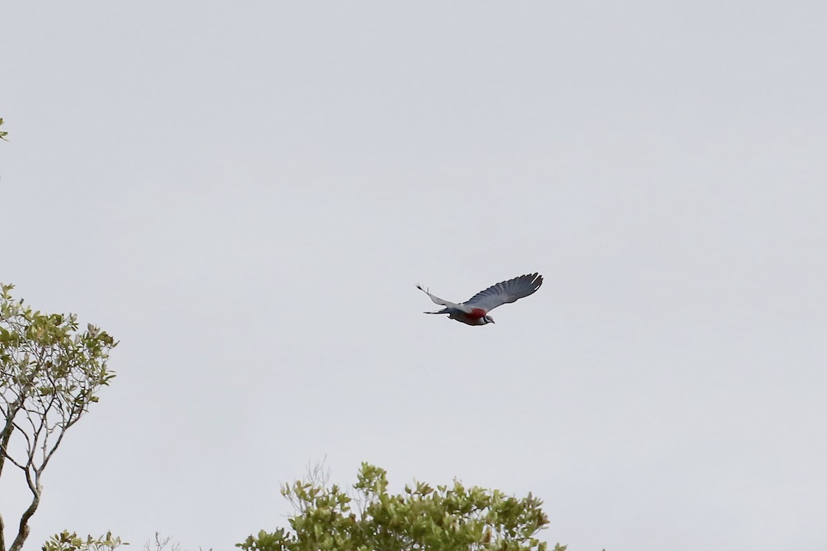 Collared Imperial-Pigeon - ML421552571