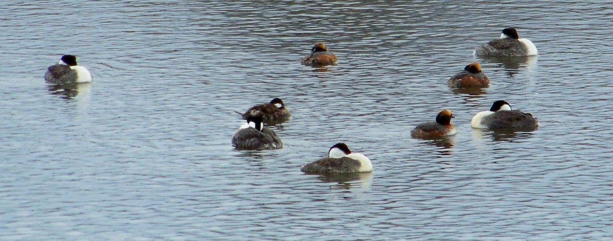 Horned Grebe - ML42155281