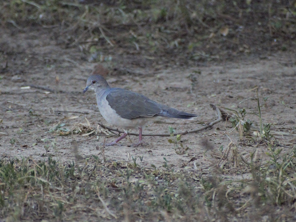 White-tipped Dove - German Biermann