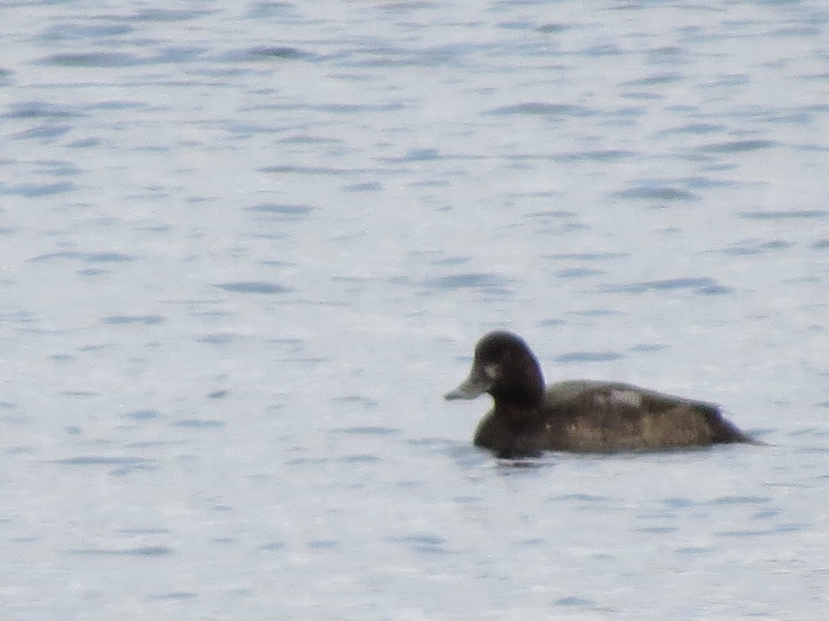 Greater Scaup - ML42155371