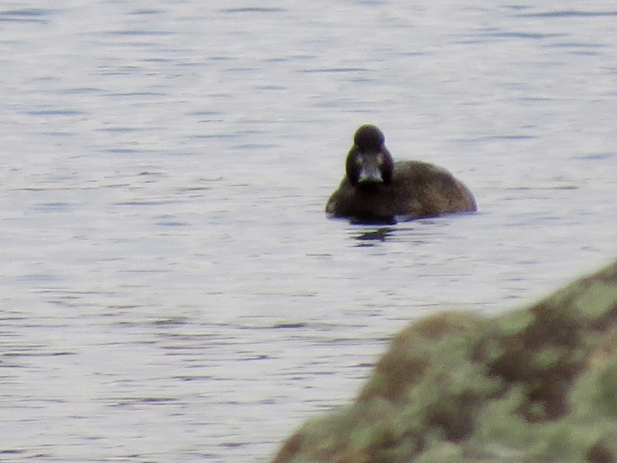 Greater Scaup - ML42155401