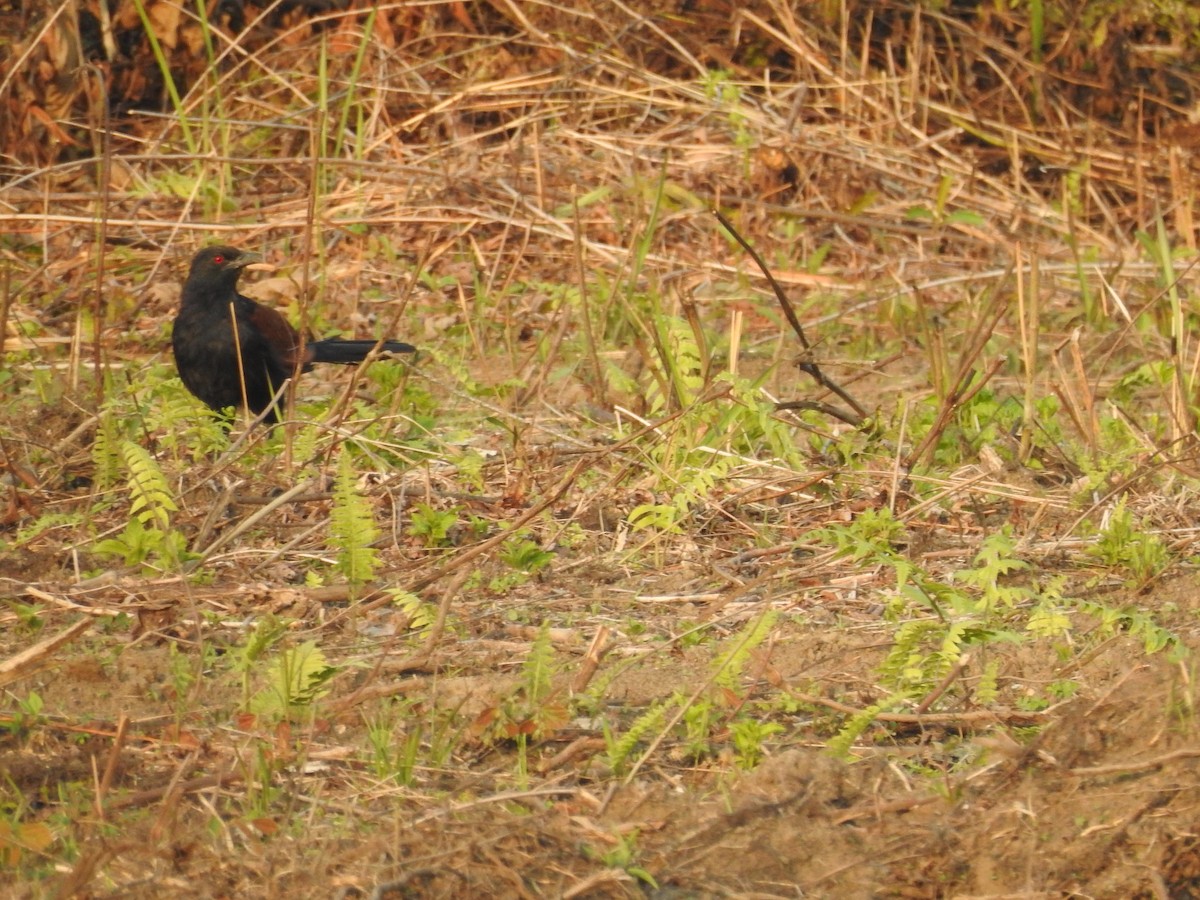 Greater Coucal - ML421555591