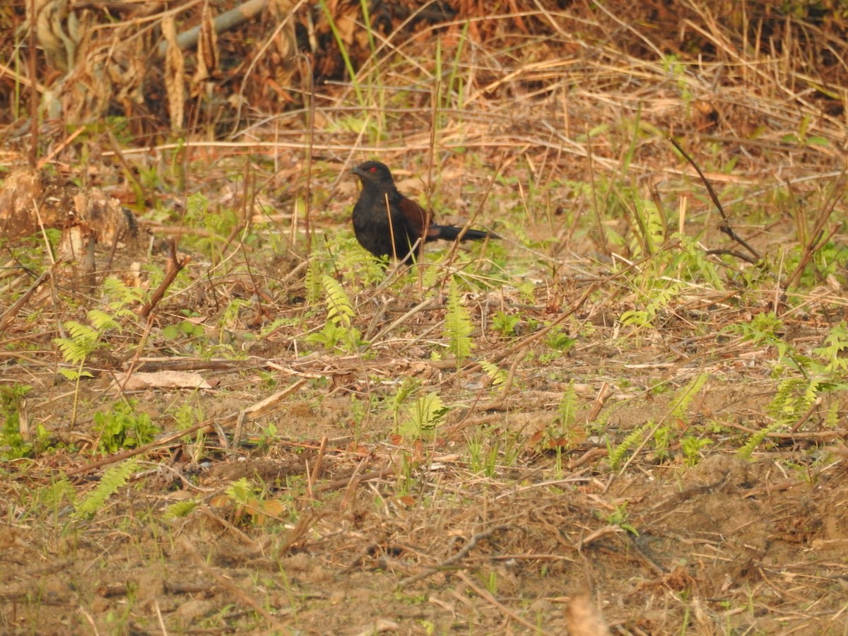 Greater Coucal - ML421555641