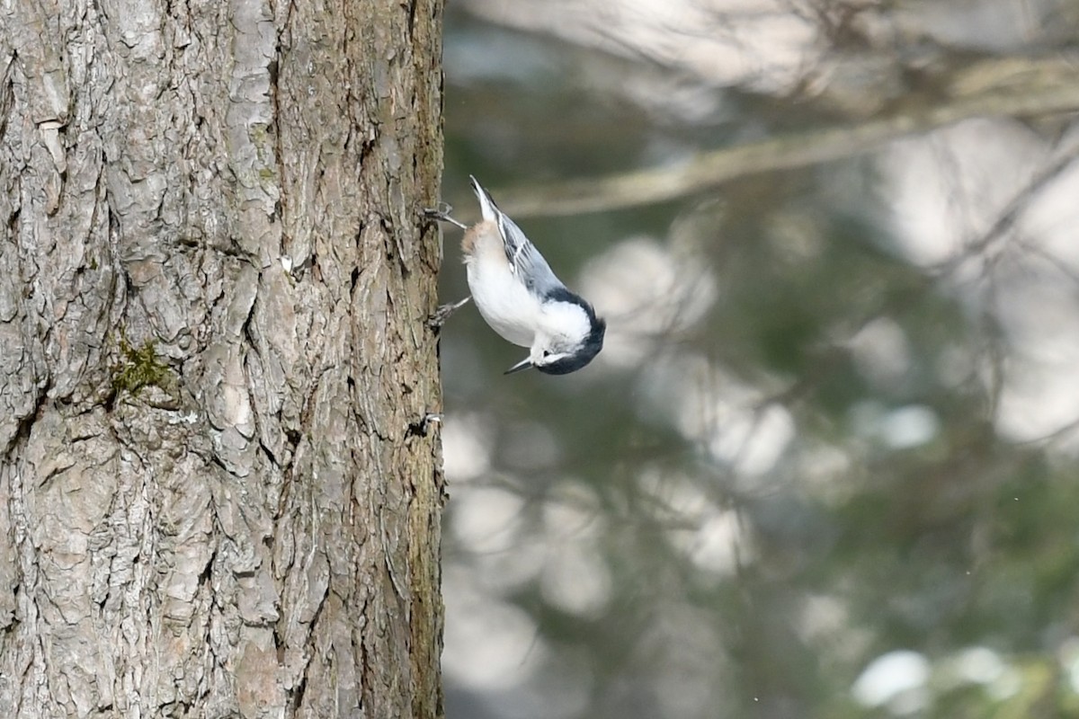 White-breasted Nuthatch - ML421557061