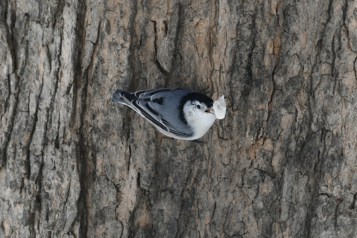 White-breasted Nuthatch - ML421557071