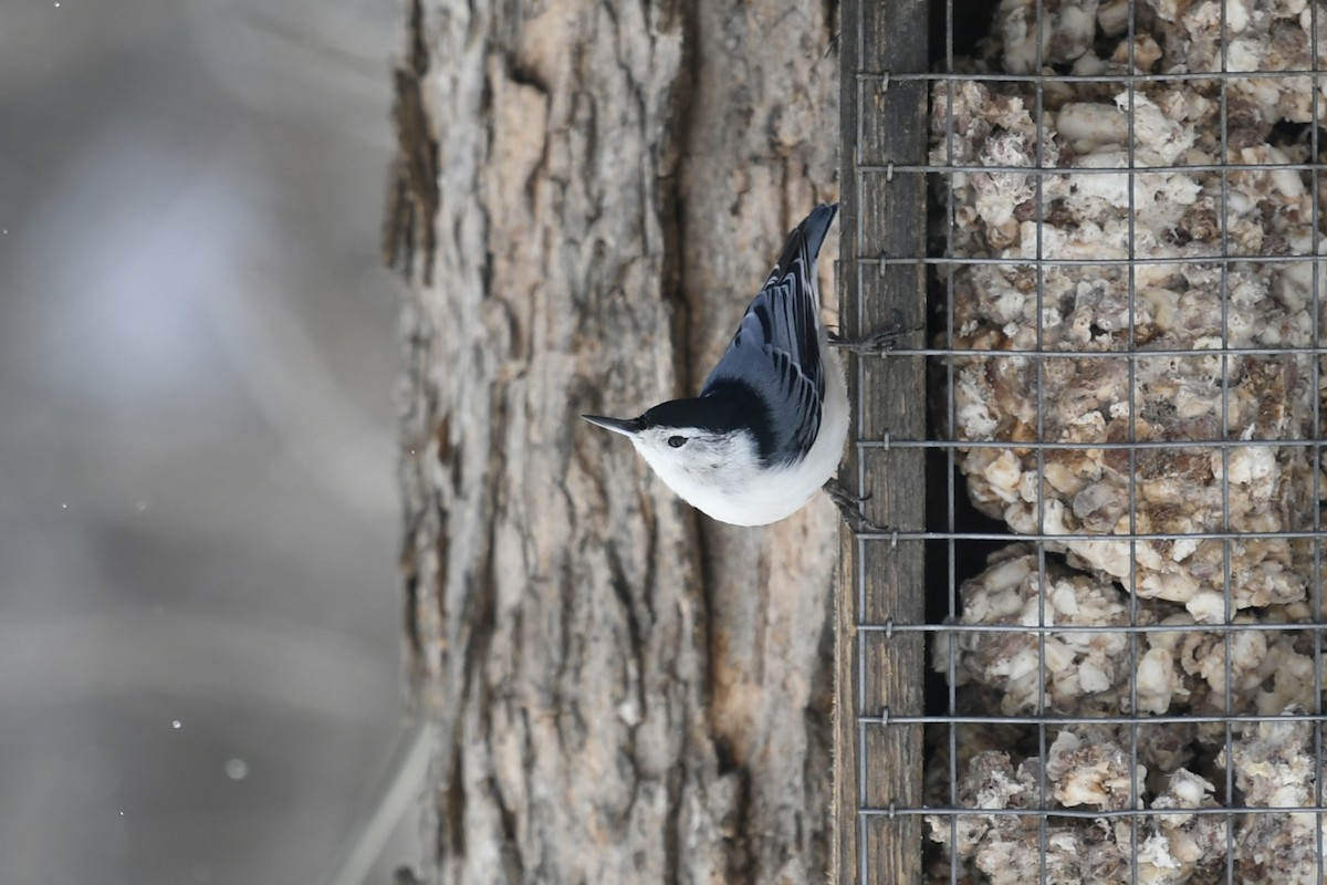 White-breasted Nuthatch - ML421557091