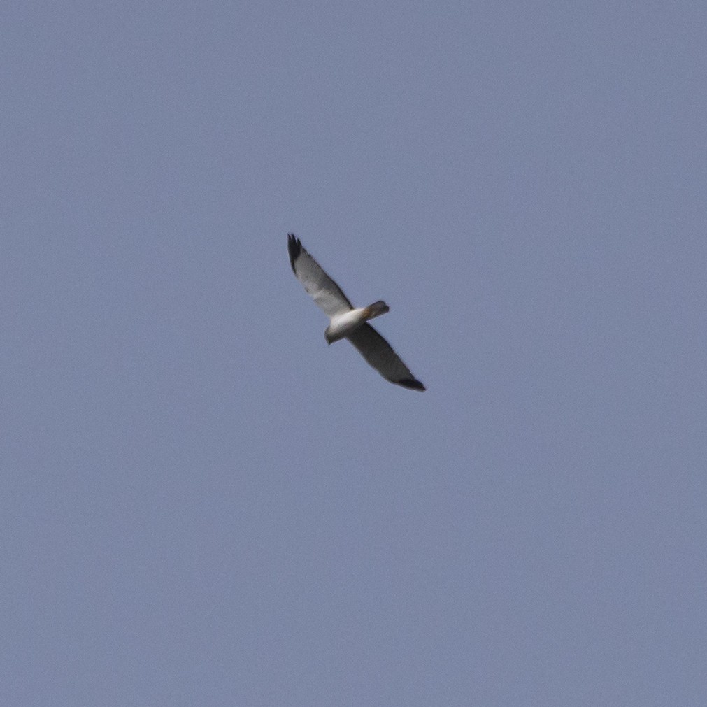 Northern Harrier - ML42155811