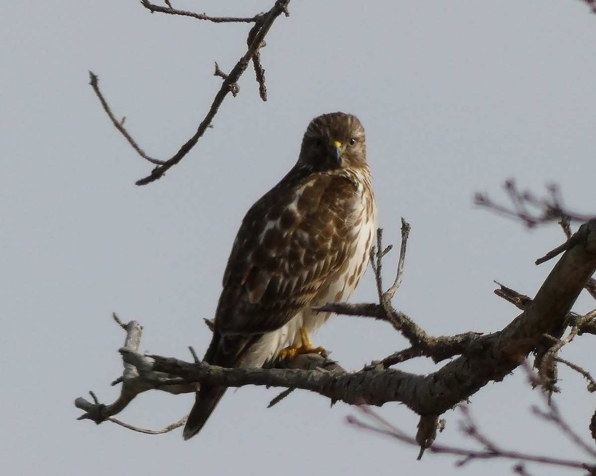 Red-shouldered Hawk - ML421558141