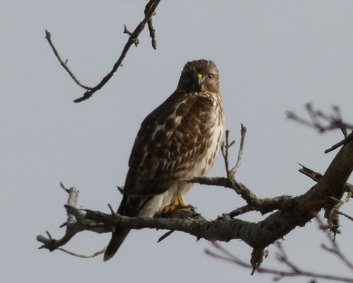 Red-shouldered Hawk - ML421558161