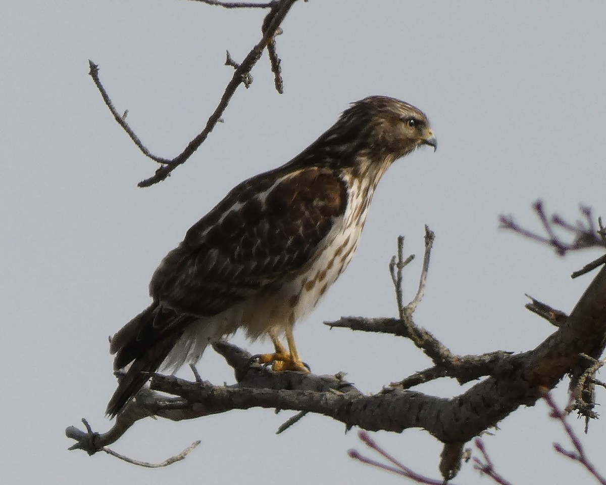 Red-shouldered Hawk - ML421558261