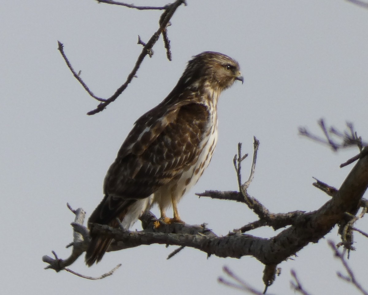 Red-shouldered Hawk - Kathy L. Mock