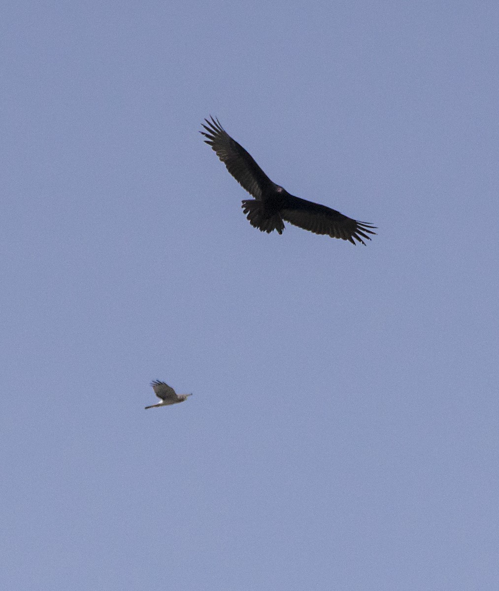 Northern Harrier - ML42155851