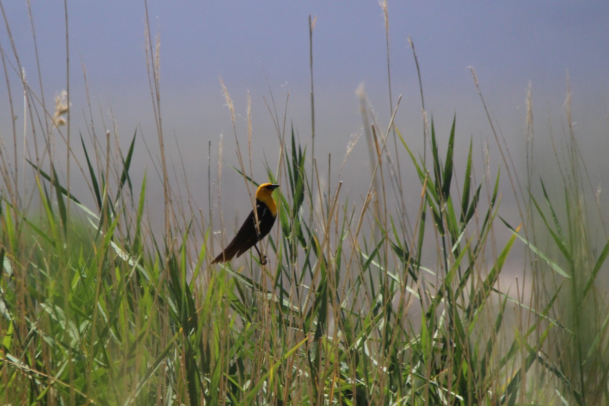 Yellow-headed Blackbird - Debbi Senechal