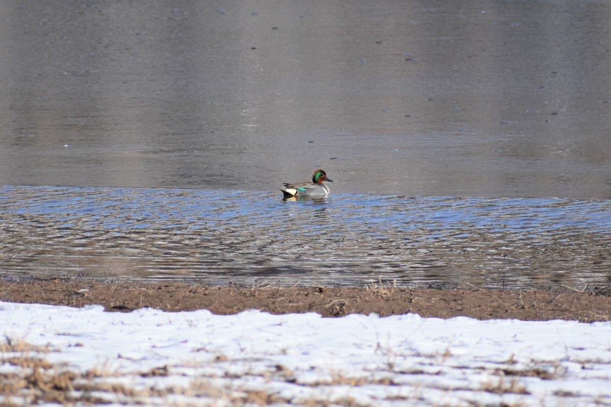 Green-winged Teal - ML421560431