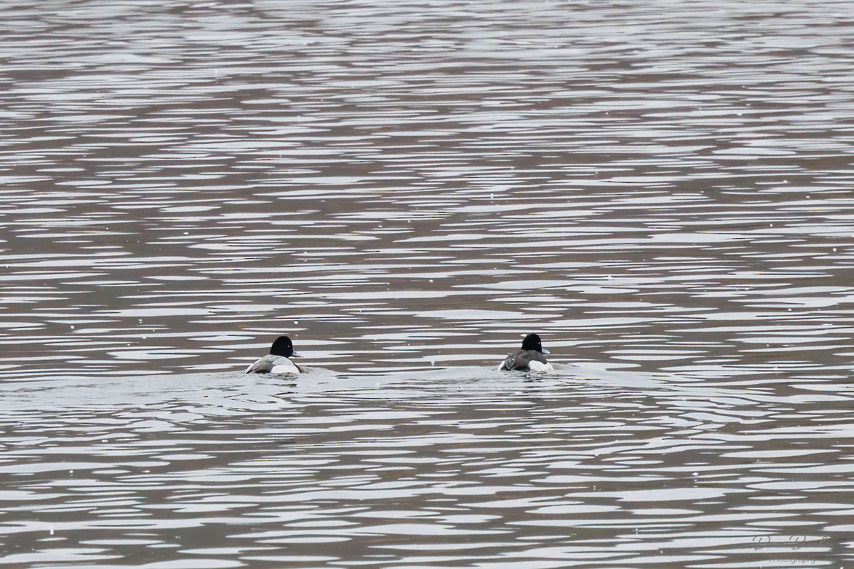 Tufted Duck - Dave Brooke