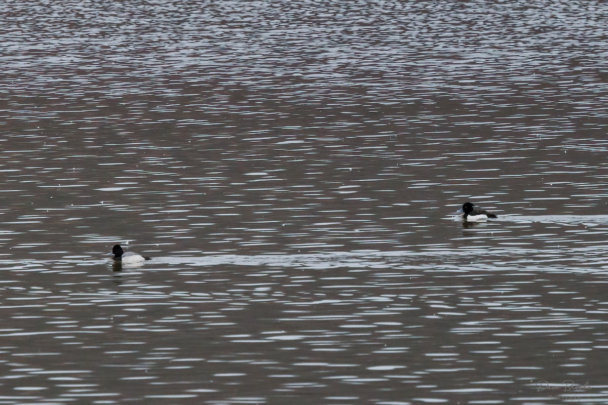 Tufted Duck - Dave Brooke