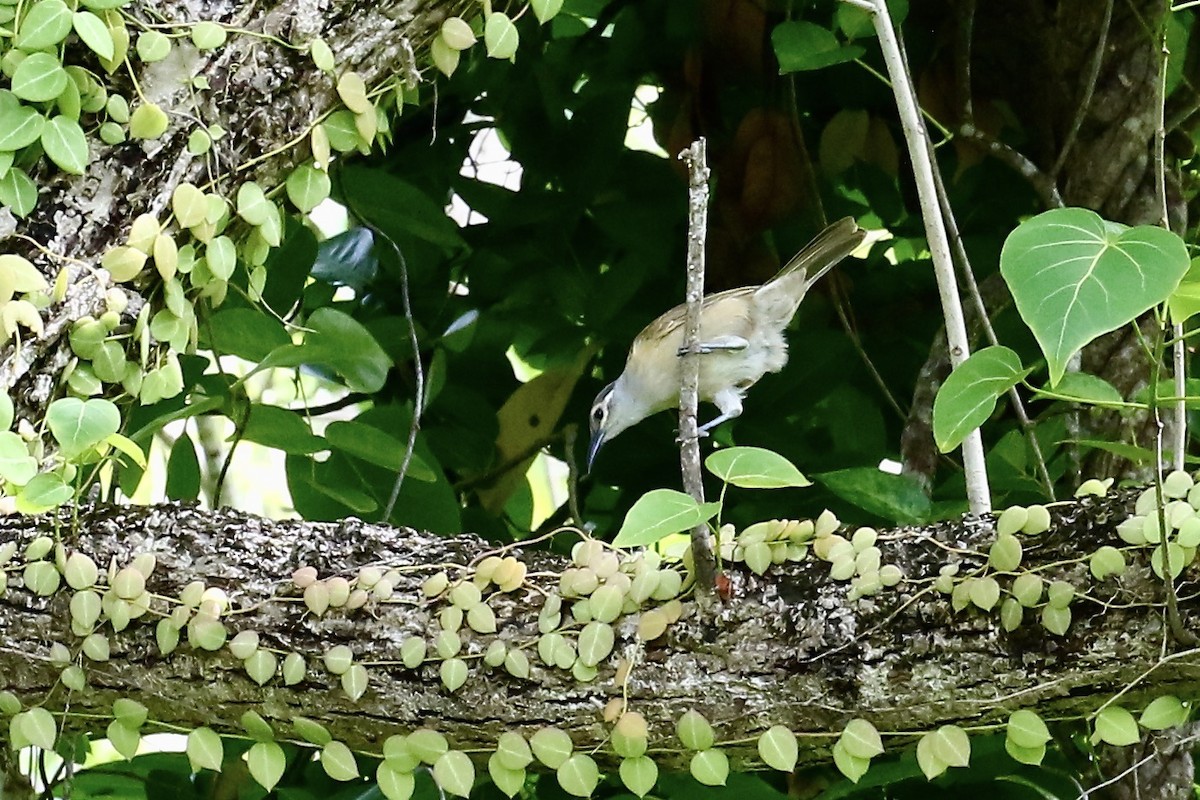 Tawny-breasted Honeyeater - ML421562451