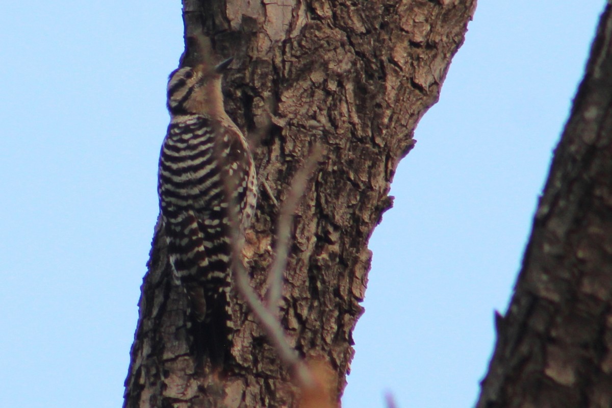 Ladder-backed Woodpecker - Rocío Reybal 🐦