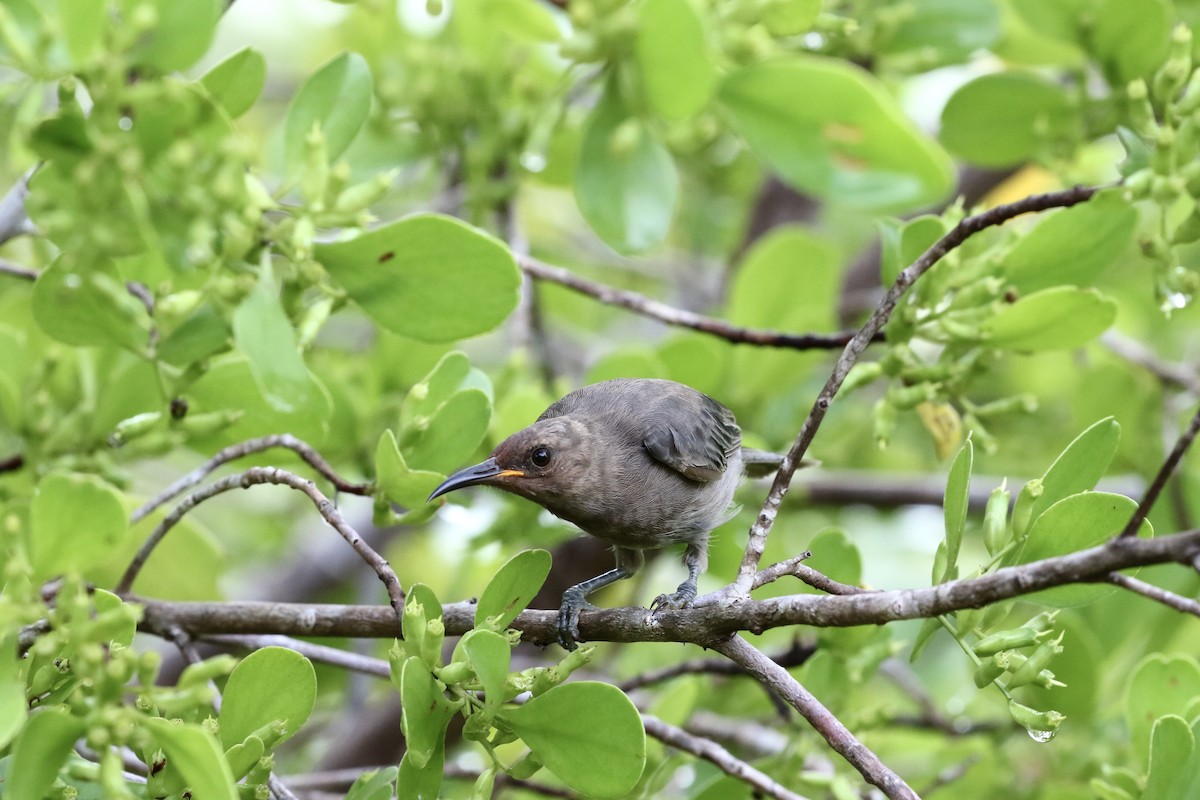 Dusky Myzomela - ML421562941